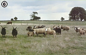 
[PHOTO 6] These species (which include the Hebridean, Merino, Norfolk horn, Wiltshire Horn, Portland, Orkney, White-faced-Woodland, Jacob, Southdown, and Herdwick sheep) nearly died out in England. 
